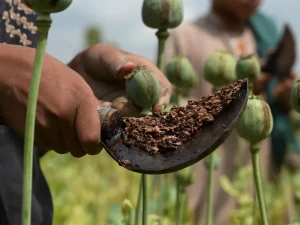 بهترین روش ترک تریاک چیست؟ 1 ایا ترک یابویی روش یابویی ترک تریاک است؟