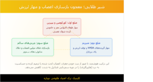بهترین نوشیدنی ها برای ترک فنتانیل 2 شیرطلایی بهترین نوشیدنی ها برای ترک فنتانیل